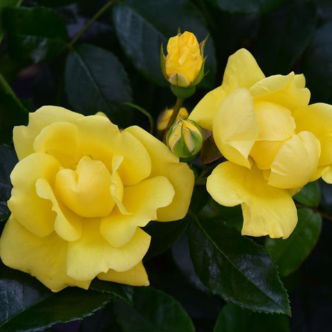 Yellow rose blooms with green buds and glossy dark green leaves
