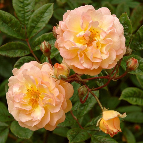 Peach-pink double rose blooms with yellow centers and green leaves on stems