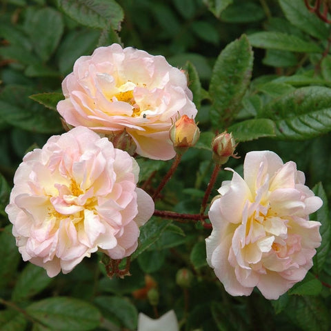 Light pink double rose blooms with yellow centers and green foliage