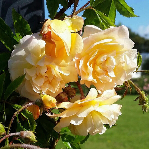 Cream and pale yellow double rose blooms with layered petals