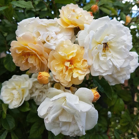 White and pale yellow double rose blooms with green leaves and buds