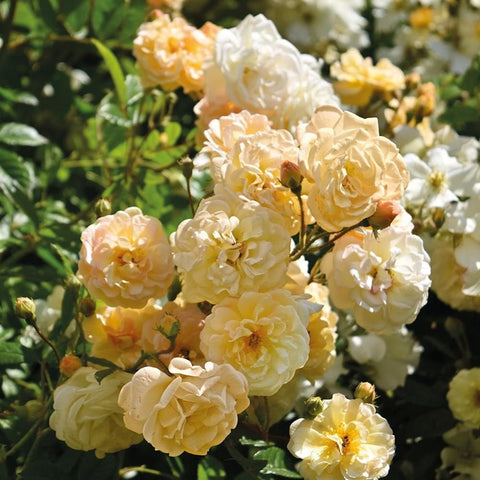 Cream and pale peach double rose blooms with yellow centers and leafy stems