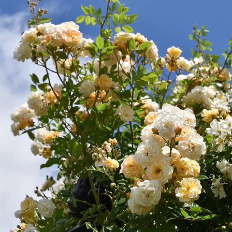 Cluster of cream and pale peach rose blooms with green leaves on a tall plant