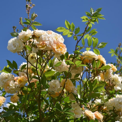 Cream and pale peach double rose blooms with green leaves against a blue sky