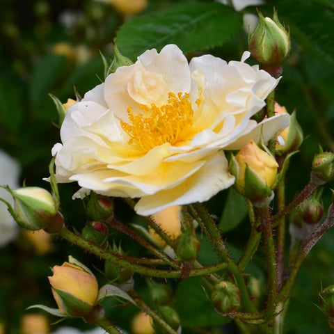 Goldfinch rose plant with cream-white petals and yellow center, buds on green stems