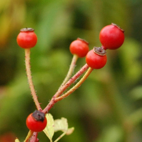 Goldfinch rose plant stem with small red seed pods/berries and green leaves