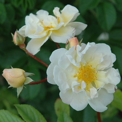 Goldfinch rose plant with pale cream flowers, peach-tinged buds, and green foliage