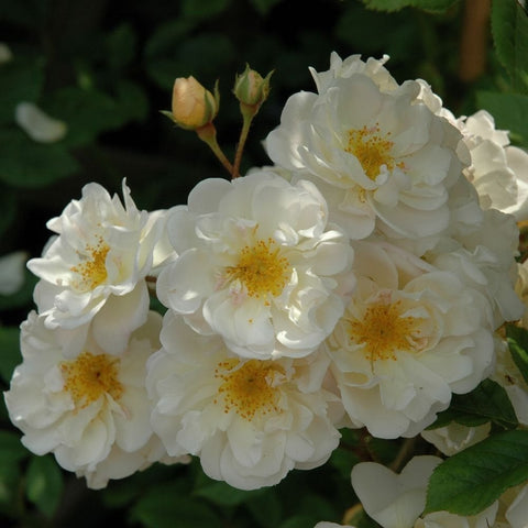 Goldfinch rose plant cluster of white flowers with yellow centers and green leaves