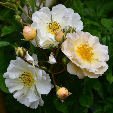 Goldfinch rose plant with white blossoms and pale peach buds among green leaves