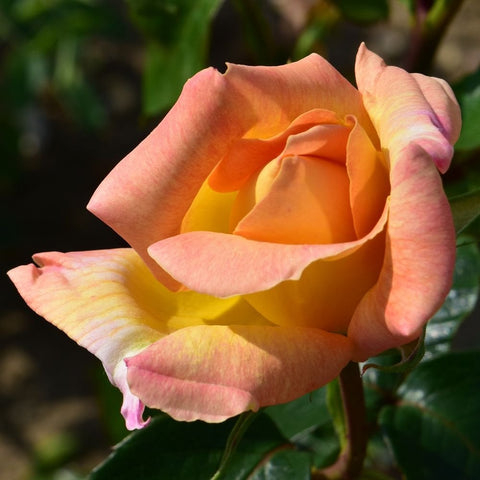 Grandmere Jenny rose bloom, peachy-orange and pale pink, cupped layered petals