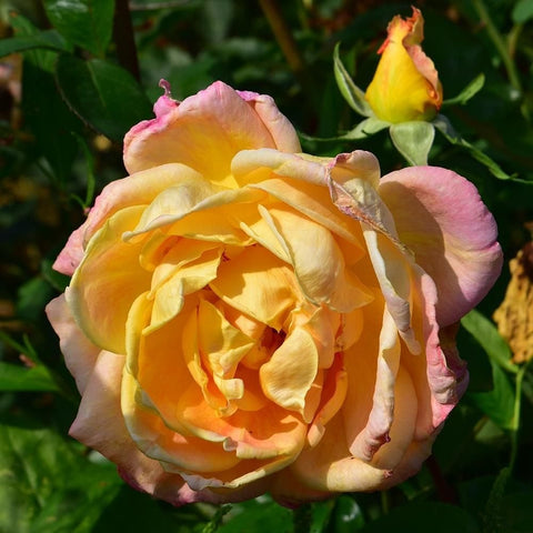 Grandmere Jenny rose bloom, warm yellow with pink and purple highlights, ruffled petals