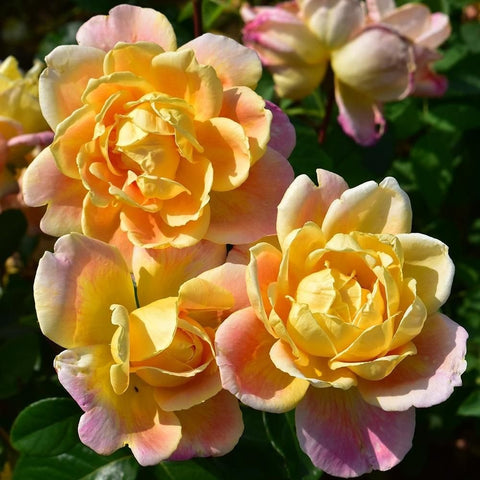 Grandmere Jenny rose blossoms, golden yellow with pink margins, layered ruffled petals