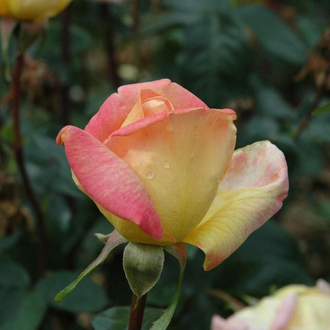 Grandmere Jenny rose bloom, blush pink and pale yellow, flower on green stem