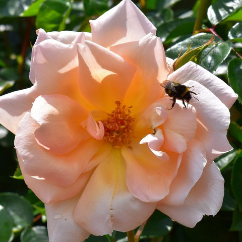 Peach and cream rose bloom with yellow center and a bee on the petals