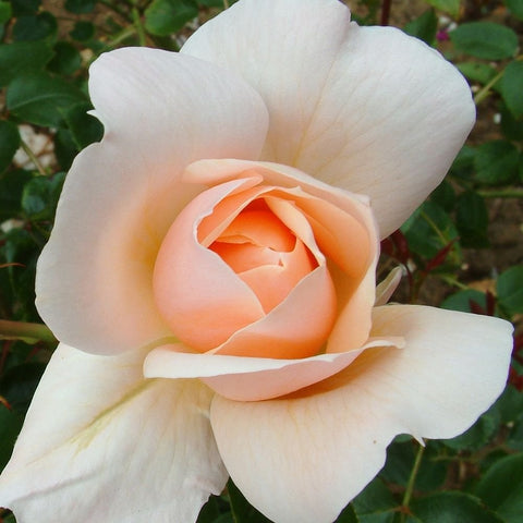 Cream rose with peach center, full bloom close-up