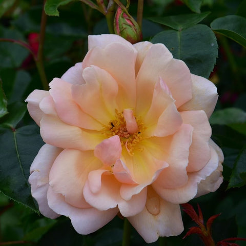 Pale pink rose bloom with layered petals and bright yellow-orange center