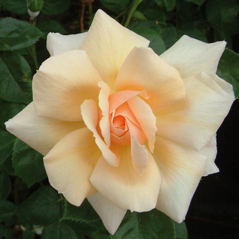 Cream rose bloom with peach center and open, ruffled petals