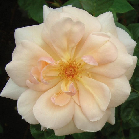 Light cream rose bloom with yellow-orange center and soft pink petal accents