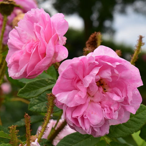 Two light pink rose blooms with curled petals and green leaves on stems