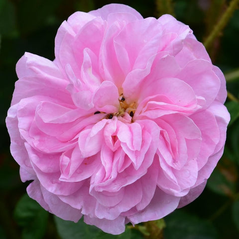 Pink rose bloom with visible center stamens and layered petals on stem
