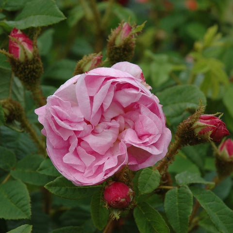 Pink rose bud and open bloom with layered petals and green leaves