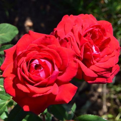 Red rose double blooms with layered petals on green leaves