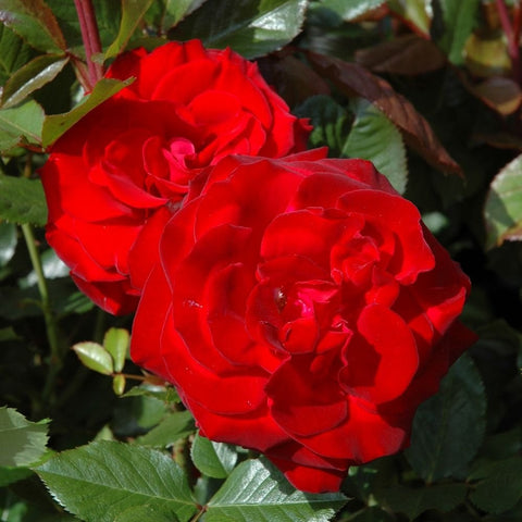 Red rose blossoms with ruffled petals and dark green foliage
