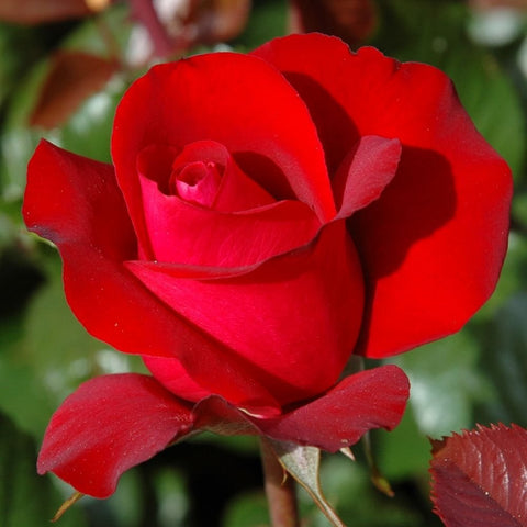 Single red rose bloom with layered petals and green leaf accents