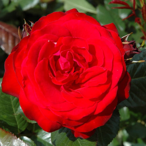 Large red rose flower with tightly layered petals and leaves