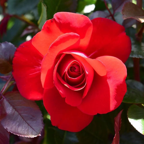 Red rose bloom with bright highlights and surrounding green leaves