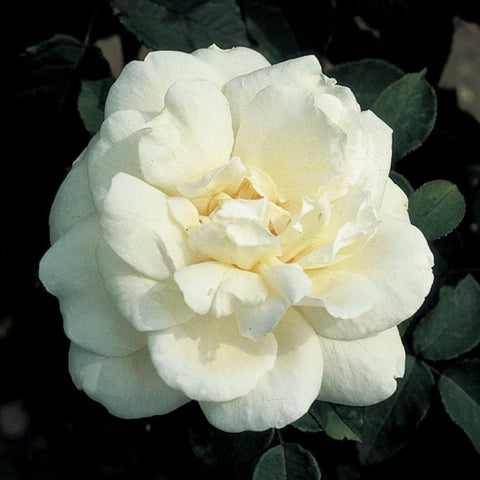 Bare-root rose with white double blooms and green leaves
