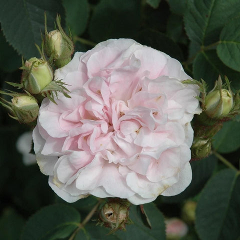 Pale pink double rose bloom with nearby buds and green foliage