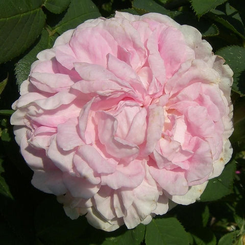 Pink and white double rose bloom with ruffled layered petals and green leaves