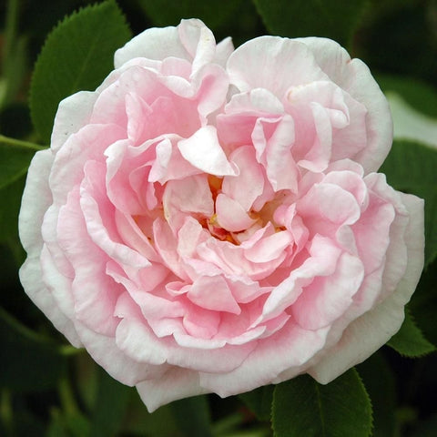Light pink and white double rose bloom with layered ruffled petals and green leaves
