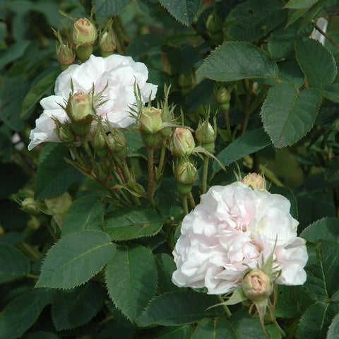 Cluster of rose buds with a light cream double bloom and green leaves
