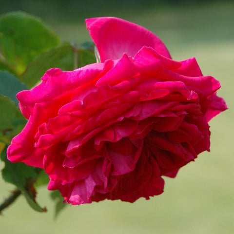 Vibrant pink rose head with tightly layered petals and green leaves
