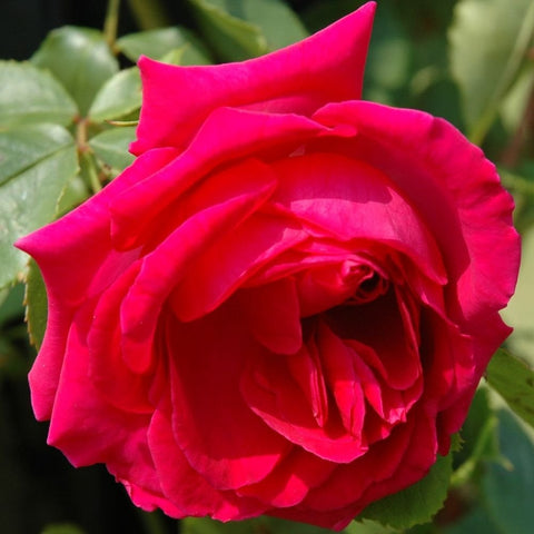 Hot pink rose bloom with dense petal rosette and surrounding green leaves