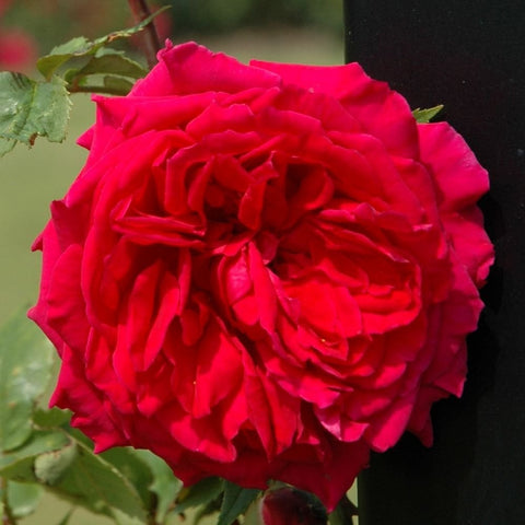 Red-pink rose flower with full layered petals and a few green leaflets