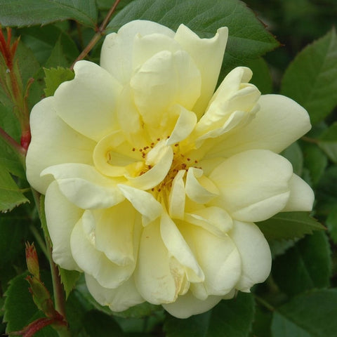 Cream-yellow double rose bloom with layered petals and golden center stamens