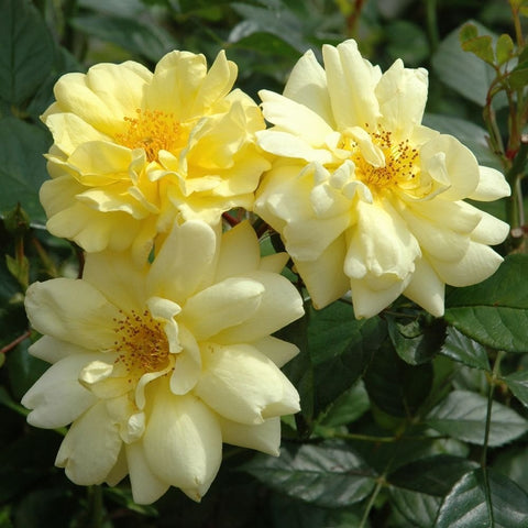 Pale yellow double roses on stems with layered petals and speckled golden centers