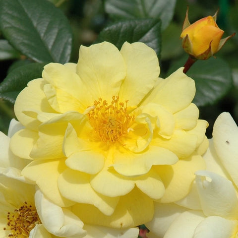 Light yellow double rose flower with open blooms and a nearby bud