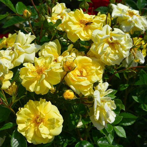 Multiple pale yellow double rose blossoms with ruffled petals and golden centers