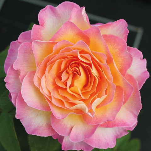 Pink and orange rose bloom with layered petals and ruffled edges