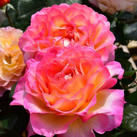 Bright pink and orange rose flowers with dense ruffled petals