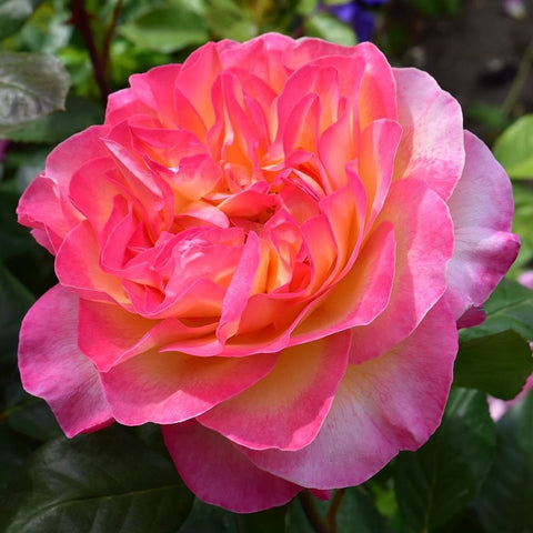 Pink rose bloom with orange center and layered, ruffled petals