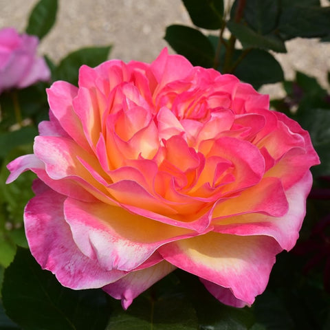 Pink and orange rose flower with full, layered petals