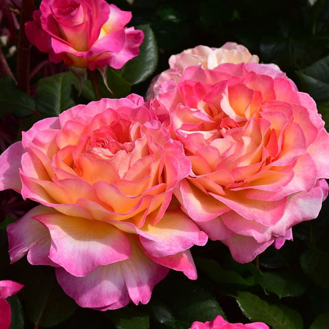 Cluster of pink and orange rose blooms with ruffled, layered petals