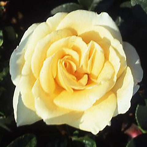 Creamy yellow rose bloom with layered petals and surrounding leaves