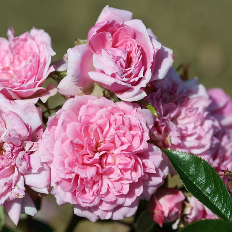 Pink rose blossoms with green leaves