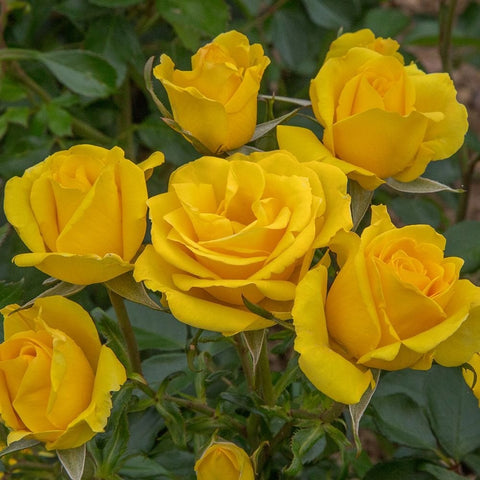 Yellow rose blooms with layered petals and green leaves